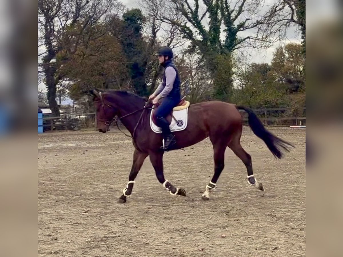 Irish Sport Horse Stute 7 Jahre 170 cm Rotbrauner in Sligo