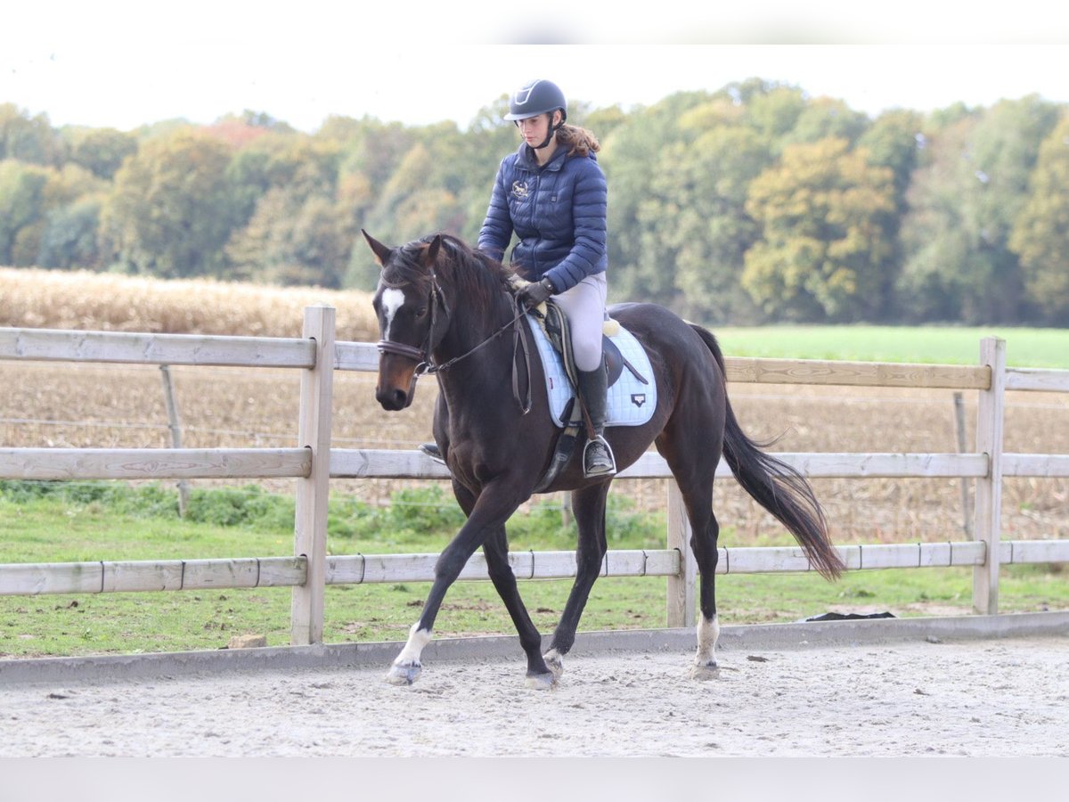 Irish Sport Horse Stute 8 Jahre 162 cm Brauner in Bogaarden Irish Sport Horse Stute 8 Jahre 162 cm Brauner in Bogaarden