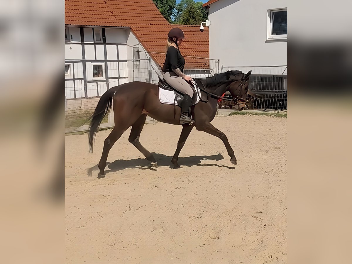 Irish Sport Horse Stute 8 Jahre 162 cm Brauner in Lage Irish Sport Horse Stute 8 Jahre 162 cm Brauner in Lage