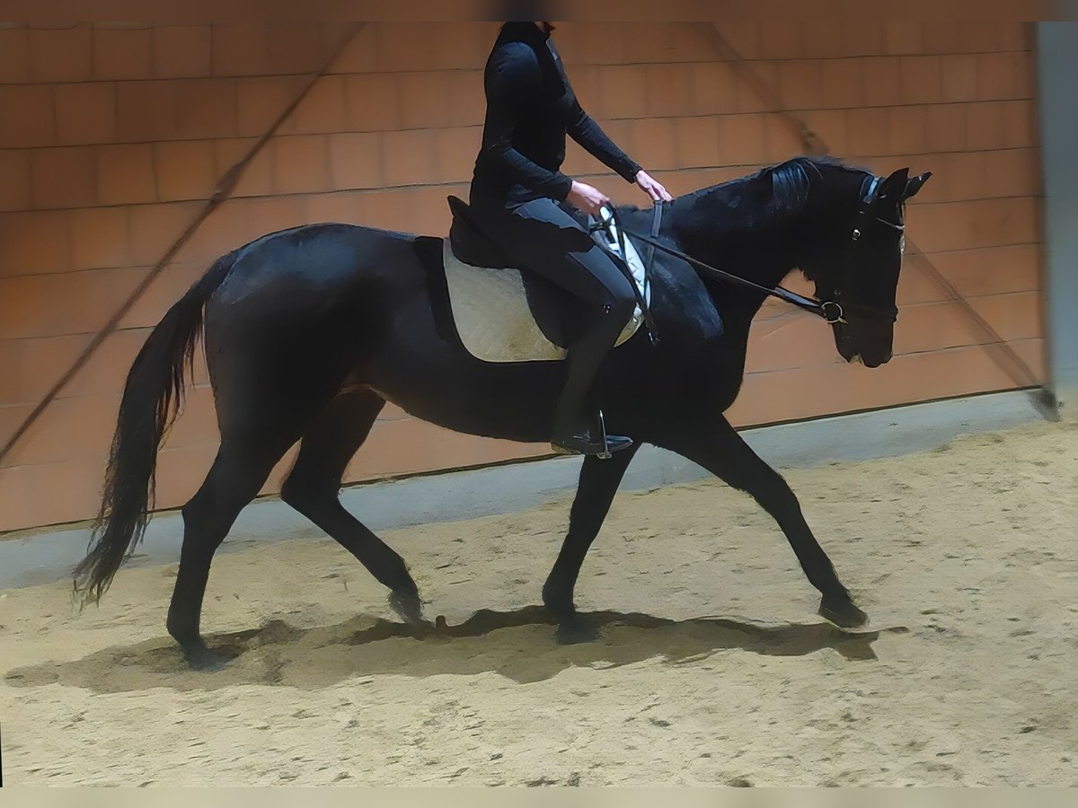 Irish Sport Horse Stute 8 Jahre 165 cm Rappe in Lage
