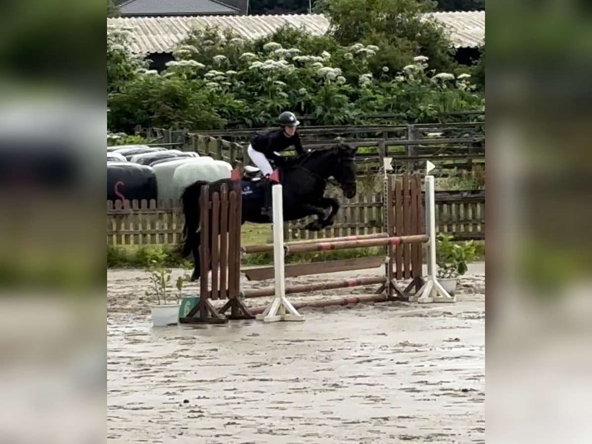 Irish Sport Horse Stute 9 Jahre 146 cm Schwarzbrauner in Groß Buchwald