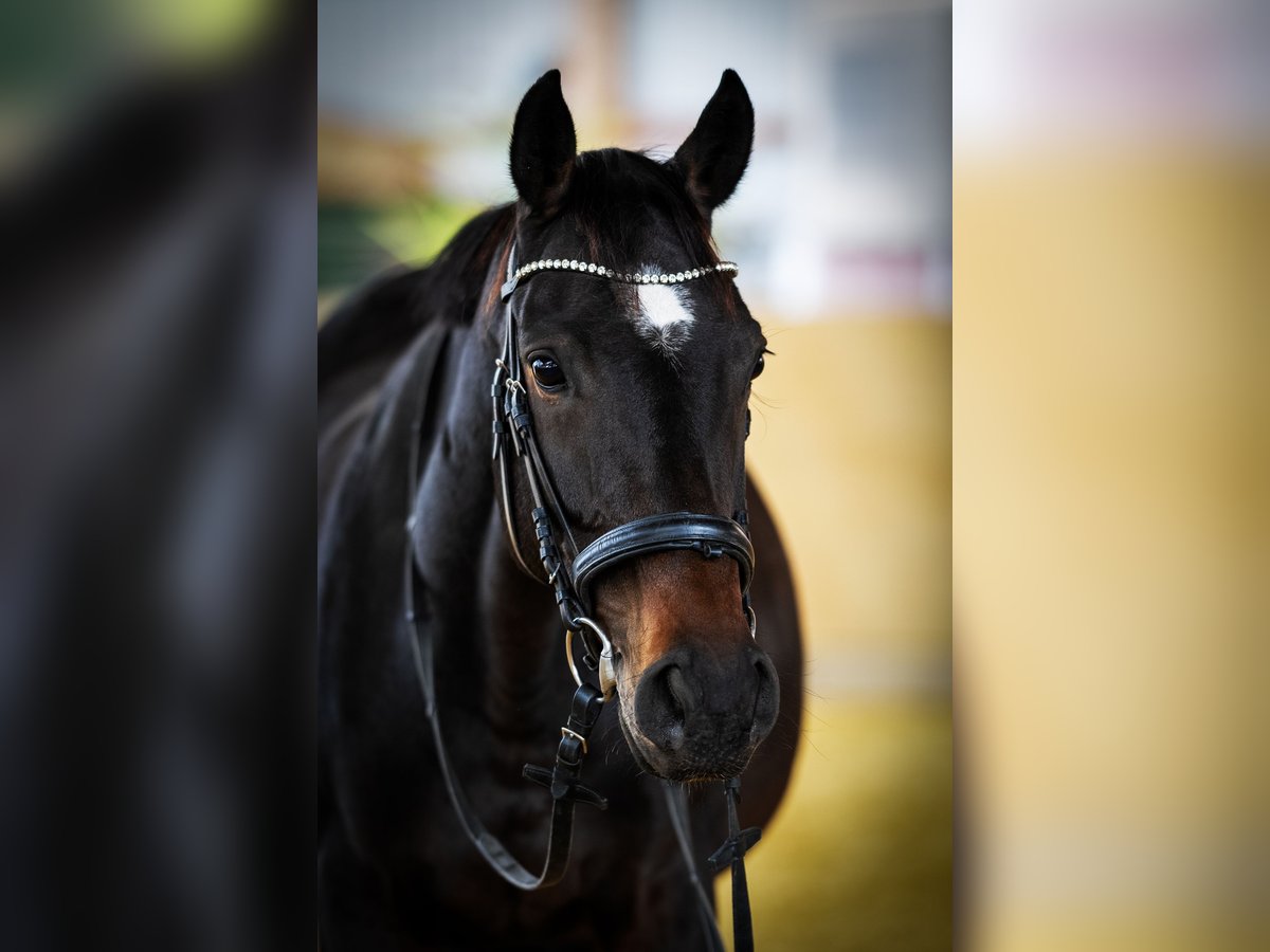 Irish Sport Horse Stute 9 Jahre 160 cm Dunkelbrauner in Korschenbroich