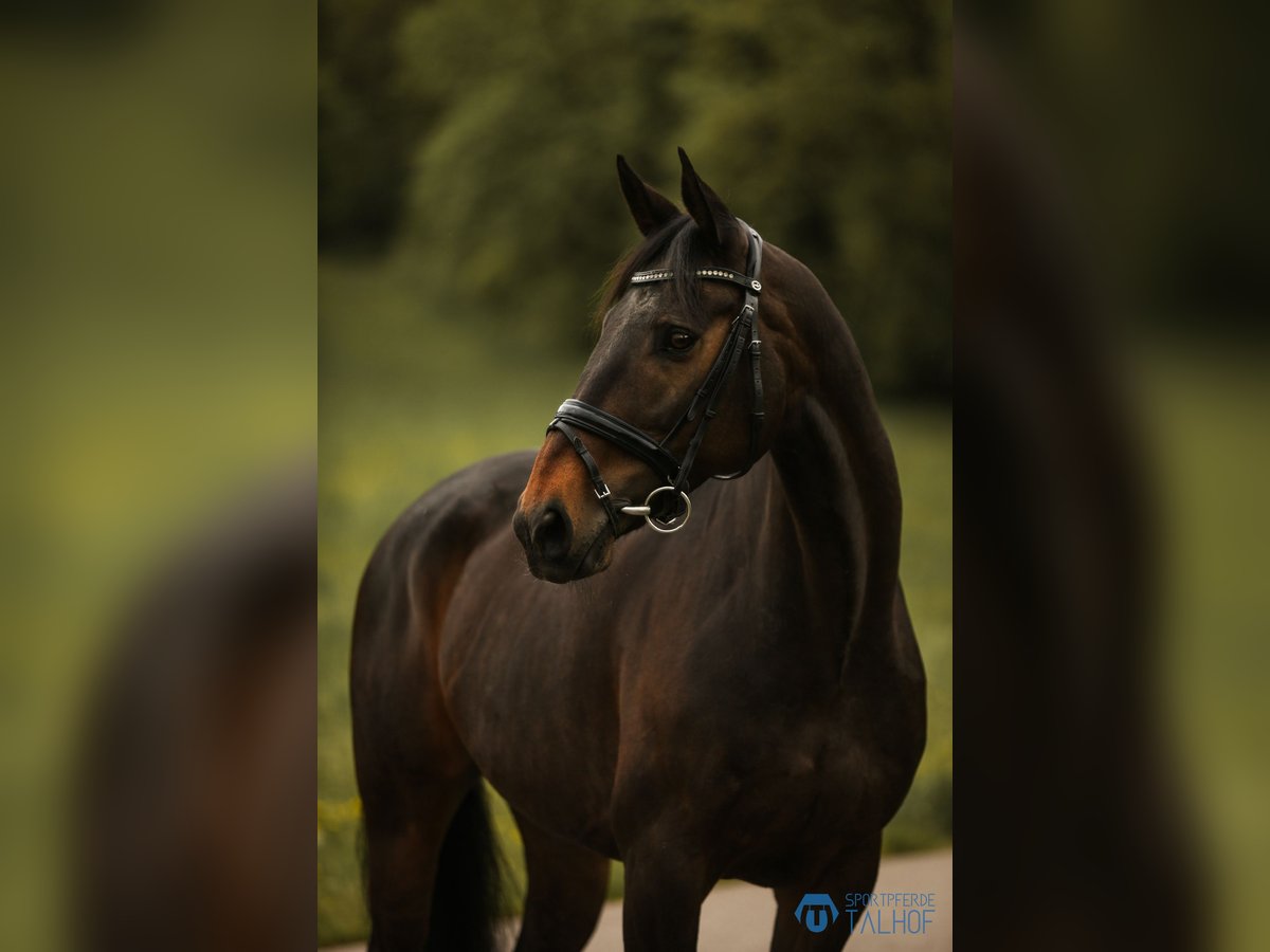 Irish Sport Horse Stute 9 Jahre 163 cm Brauner in Korntal-Münchingen