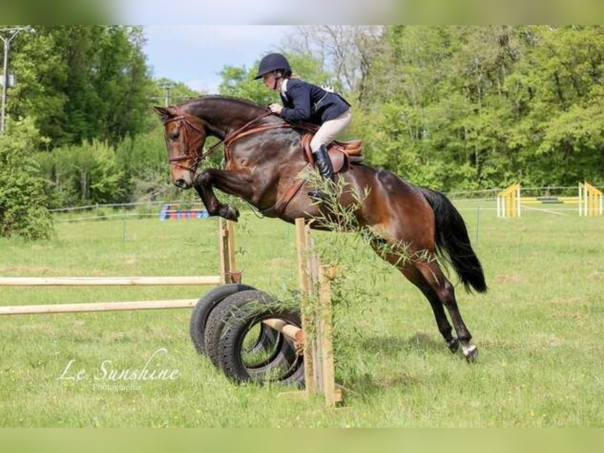 Irish Sport Horse Stute 9 Jahre 163 cm Dunkelbrauner in Champagne Saint Hilaire