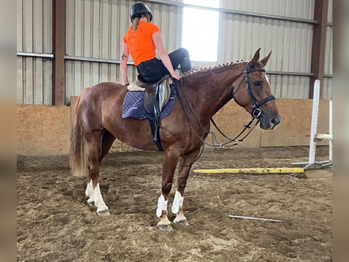 Irish Sport Horse Stute 9 Jahre 163 cm Dunkelfuchs in Sligo