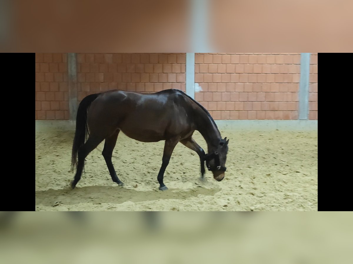 Irish Sport Horse Stute 9 Jahre 164 cm Brauner in Lage