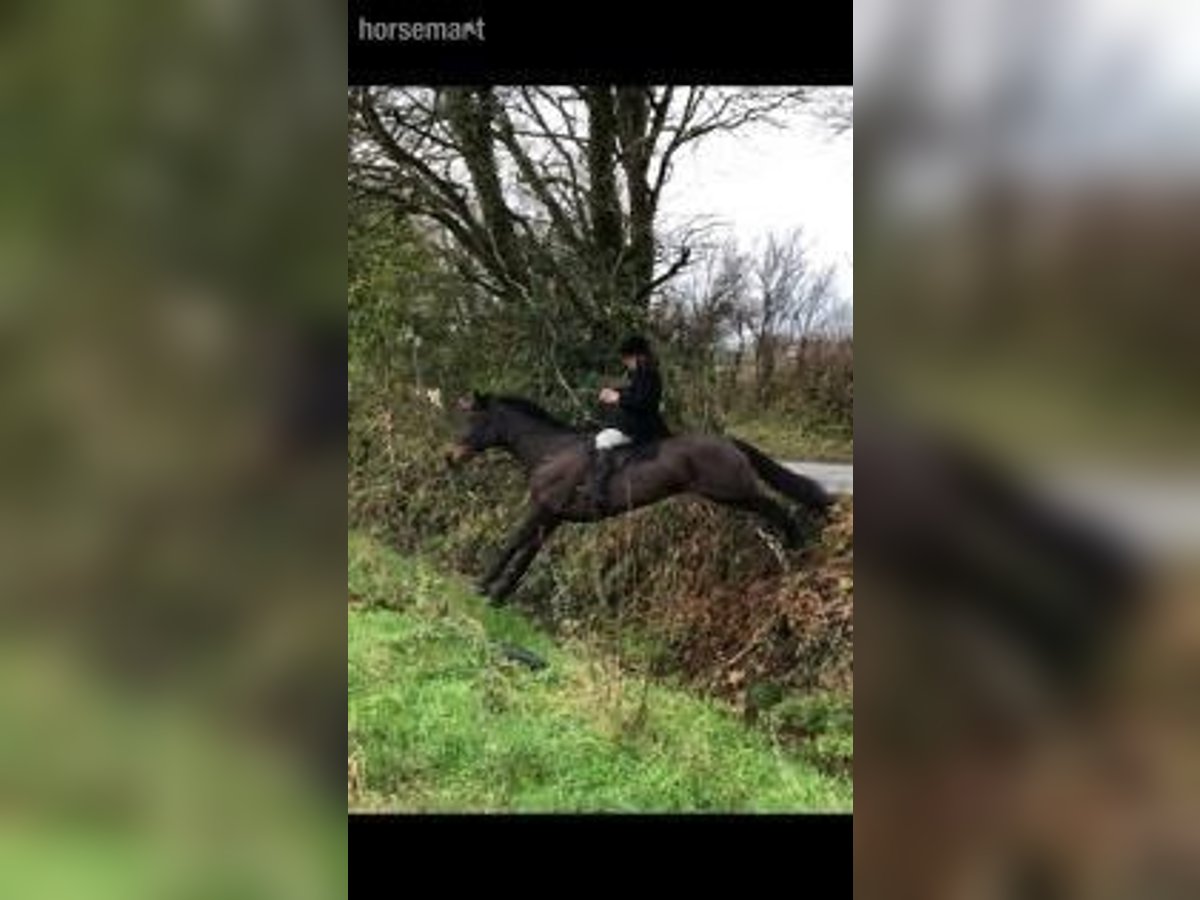 Irish Sport Horse Stute 9 Jahre 168 cm Dunkelbrauner in Wicklow