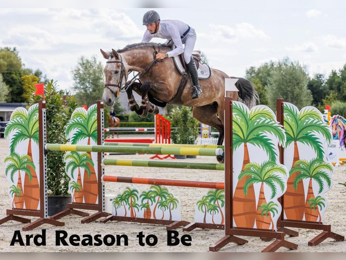 Irish Sport Horse Stute Fohlen (05/2025) 166 cm Rotbrauner in Clonmellon