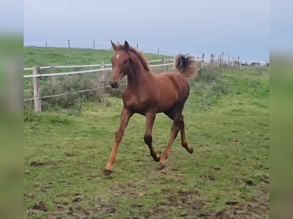 Irish Sport Horse Stute Fohlen (04/2025) 169 cm Dunkelfuchs in Clonmellon