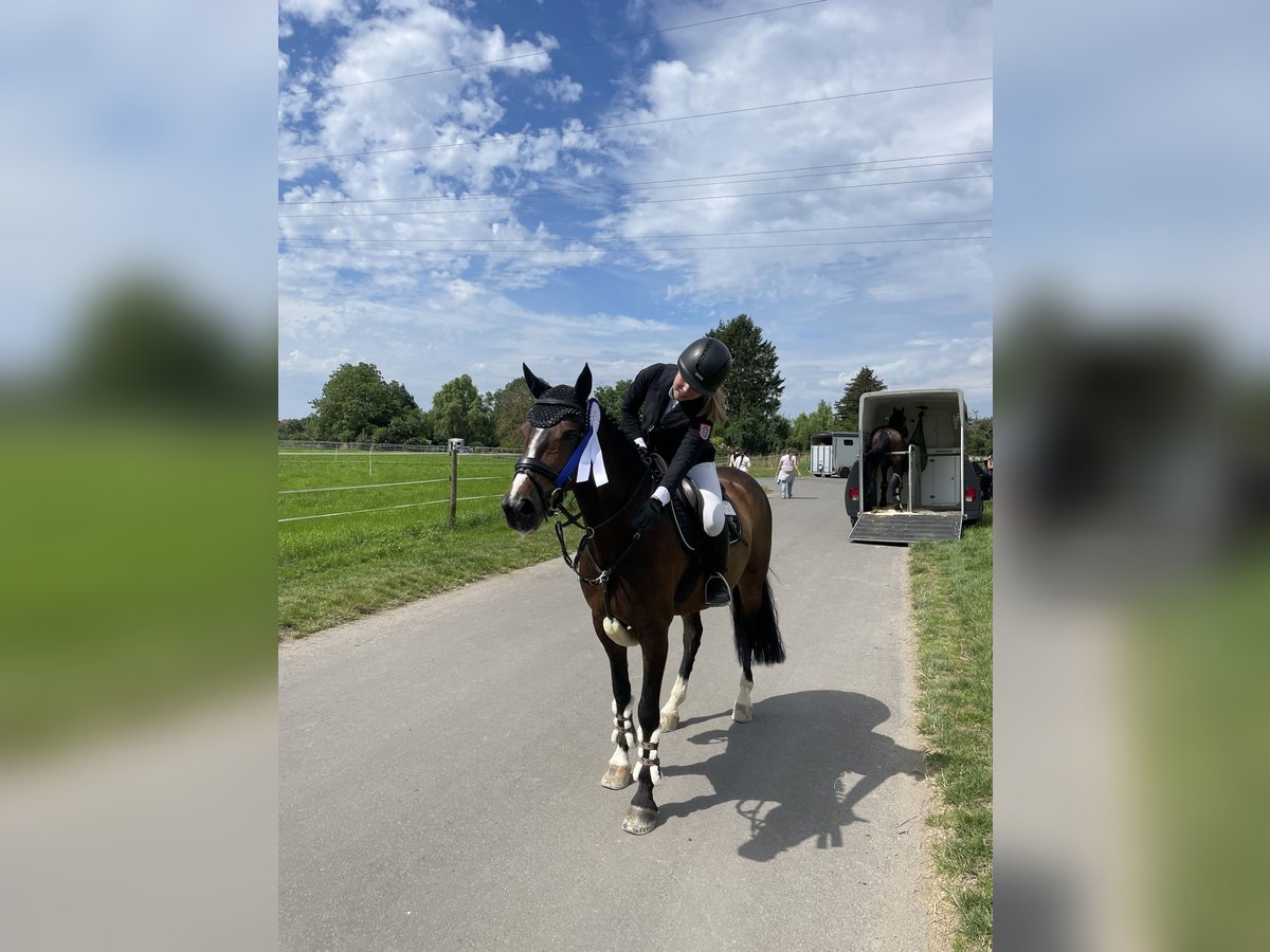 Irish Sport Horse Wallach 10 Jahre 148 cm Brauner in Bad Homburg vor der H&#xF6;he