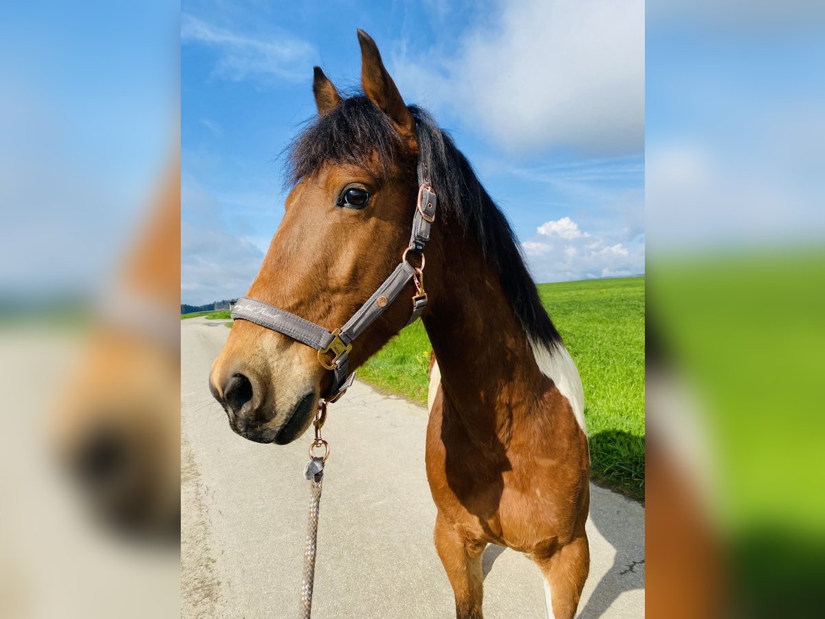 Irish Sport Horse Mix Wallach 10 Jahre 155 cm Schecke in Wald