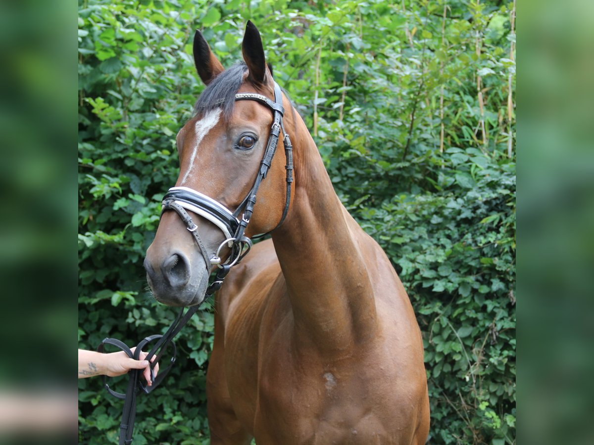 Irish Sport Horse Wallach 10 Jahre 165 cm Brauner in Wachtendonk