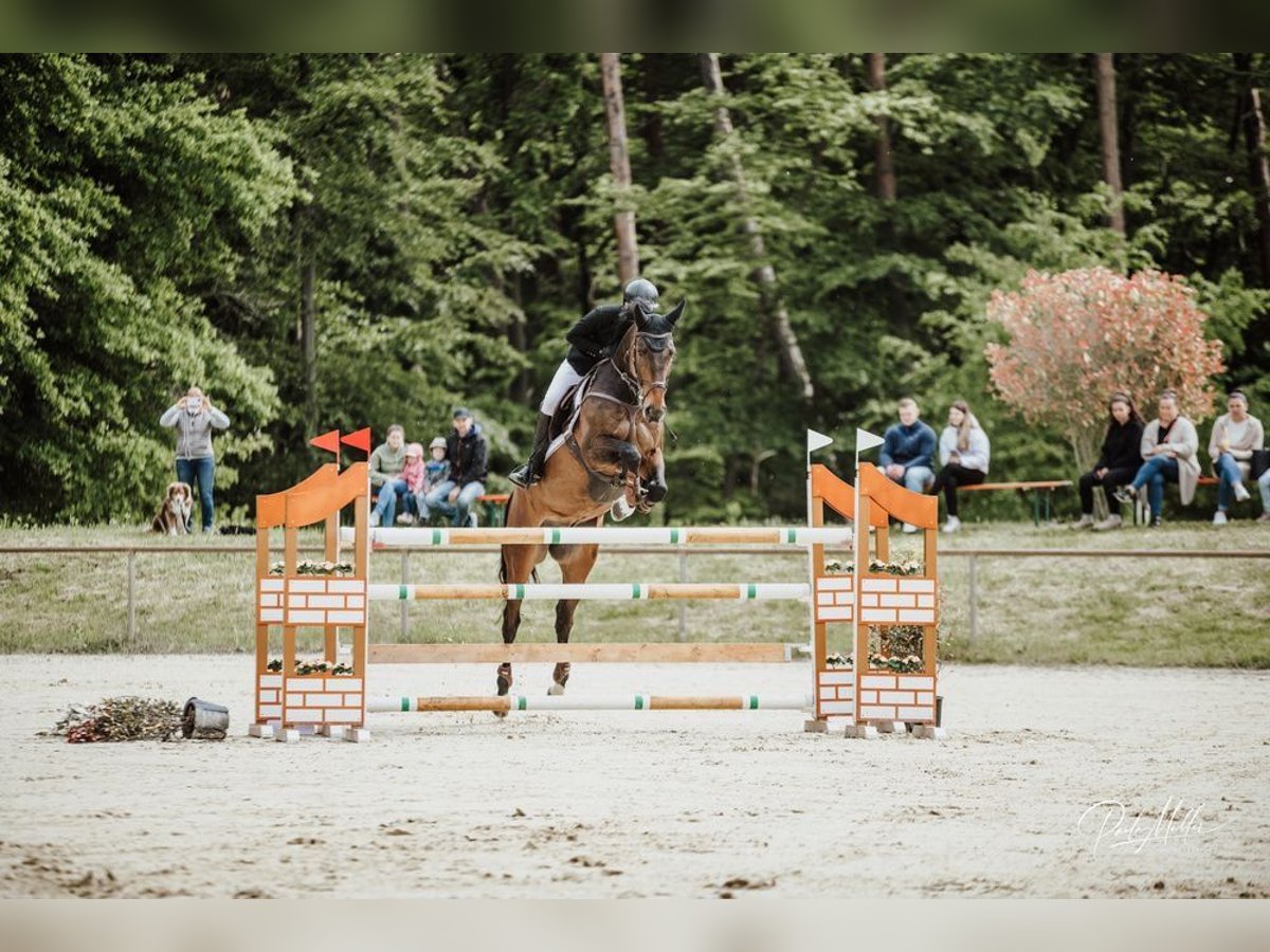 Irish Sport Horse Wallach 10 Jahre 169 cm Brauner in Heddesheim