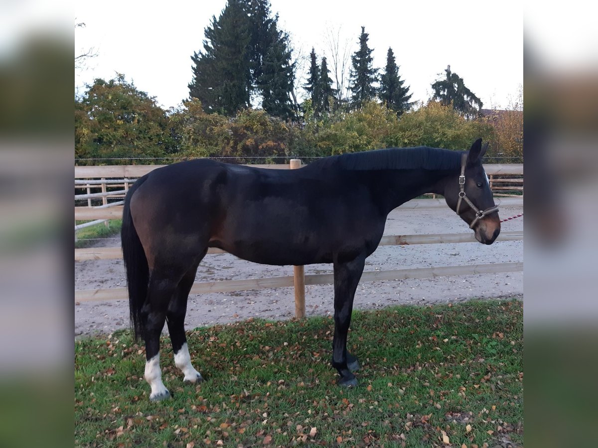 Irish Sport Horse Wallach 10 Jahre 180 cm Brauner in Heidelberg Irish Sport Horse Wallach 10 Jahre 180 cm Brauner in Heidelberg