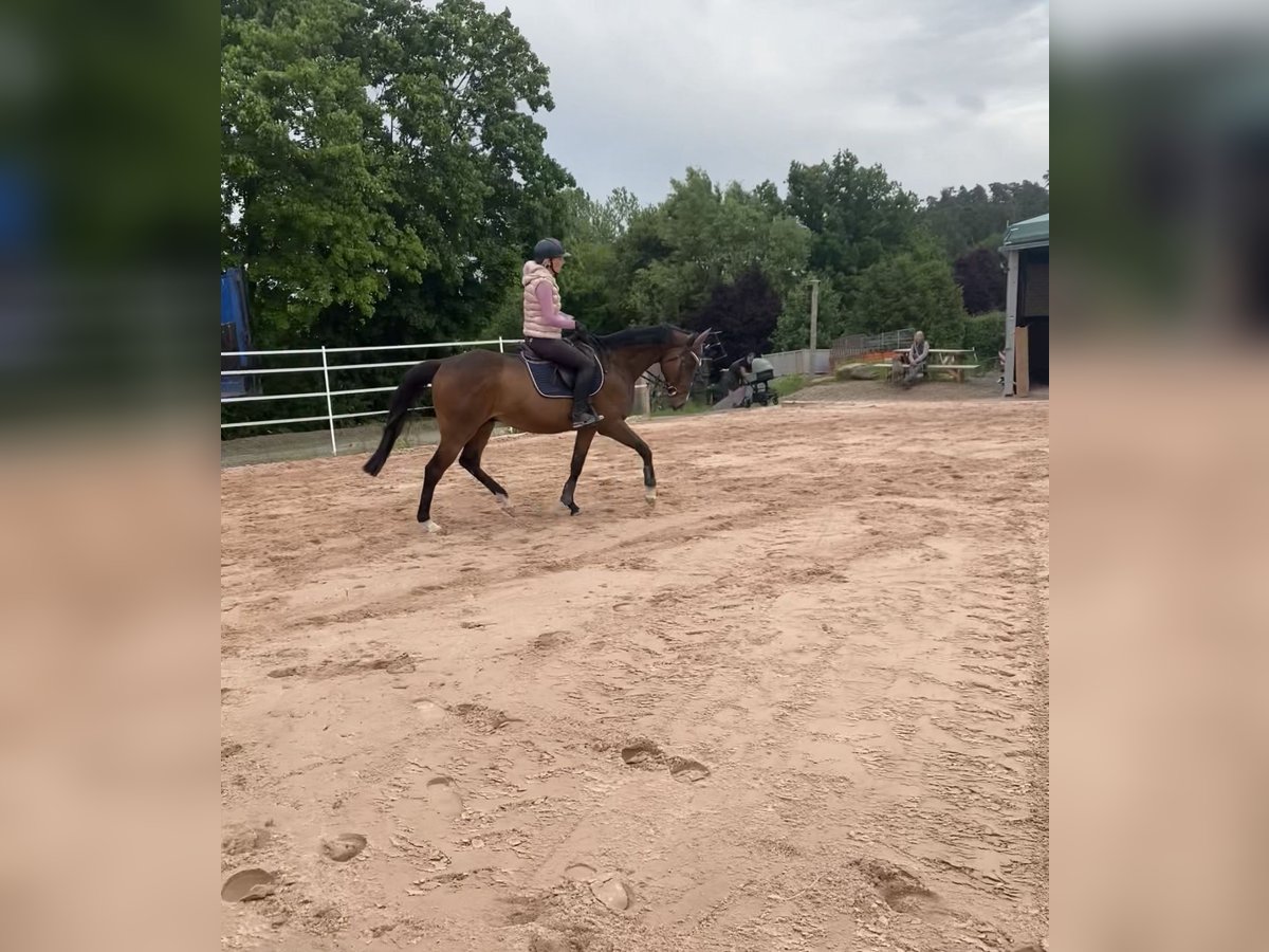 Irish Sport Horse Wallach 11 Jahre 162 cm Dunkelbrauner in Se&#xDF;lach