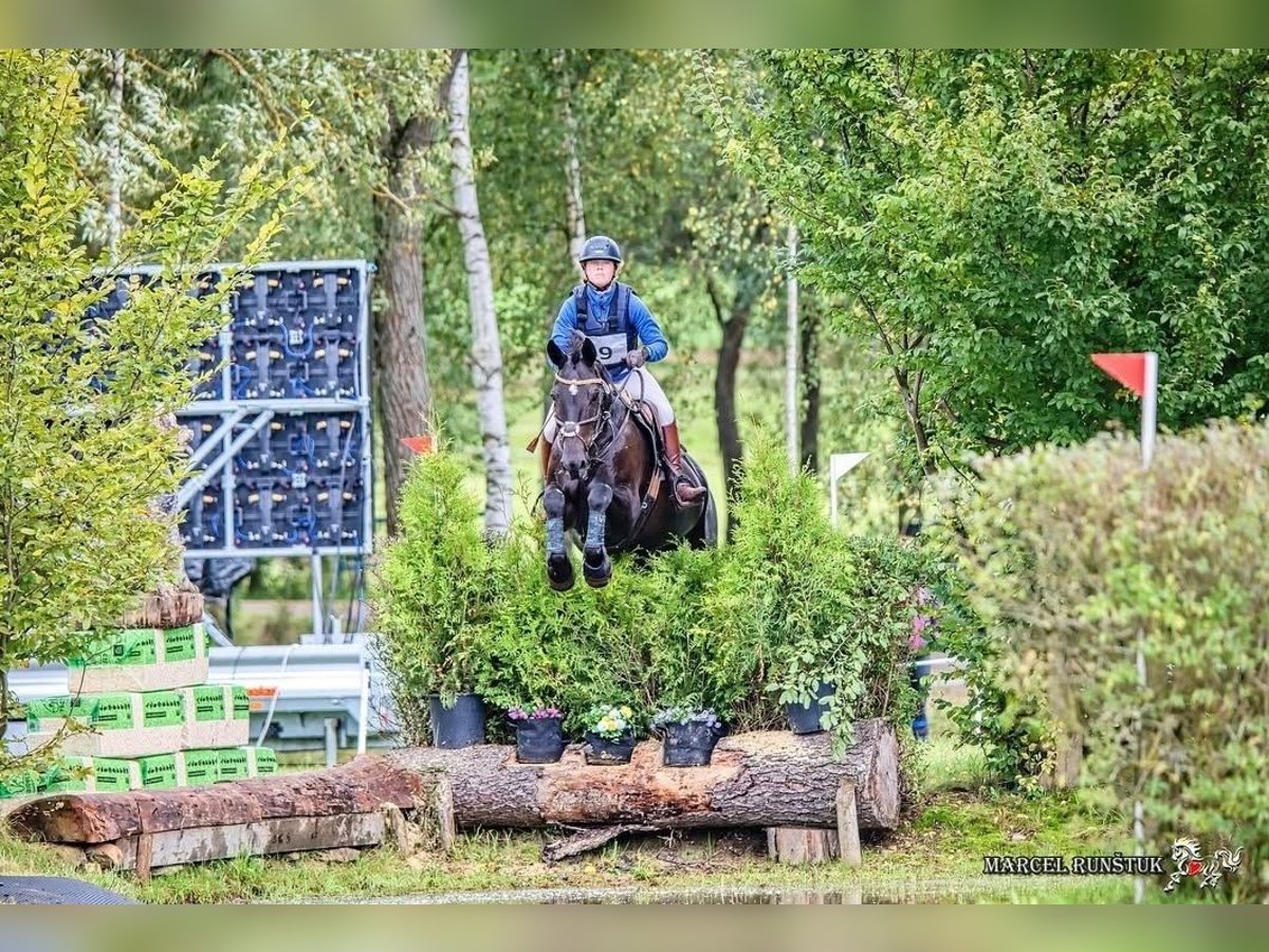 Irish Sport Horse Wallach 11 Jahre 165 cm Rappe in Neum&#xFC;nster