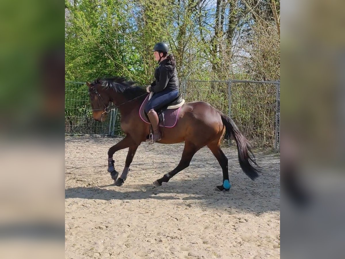 Irish Sport Horse Wallach 11 Jahre 172 cm Brauner in Vossheide