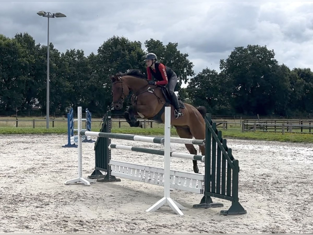 Irish Sport Horse Wallach 11 Jahre 175 cm Brauner in Moormerland