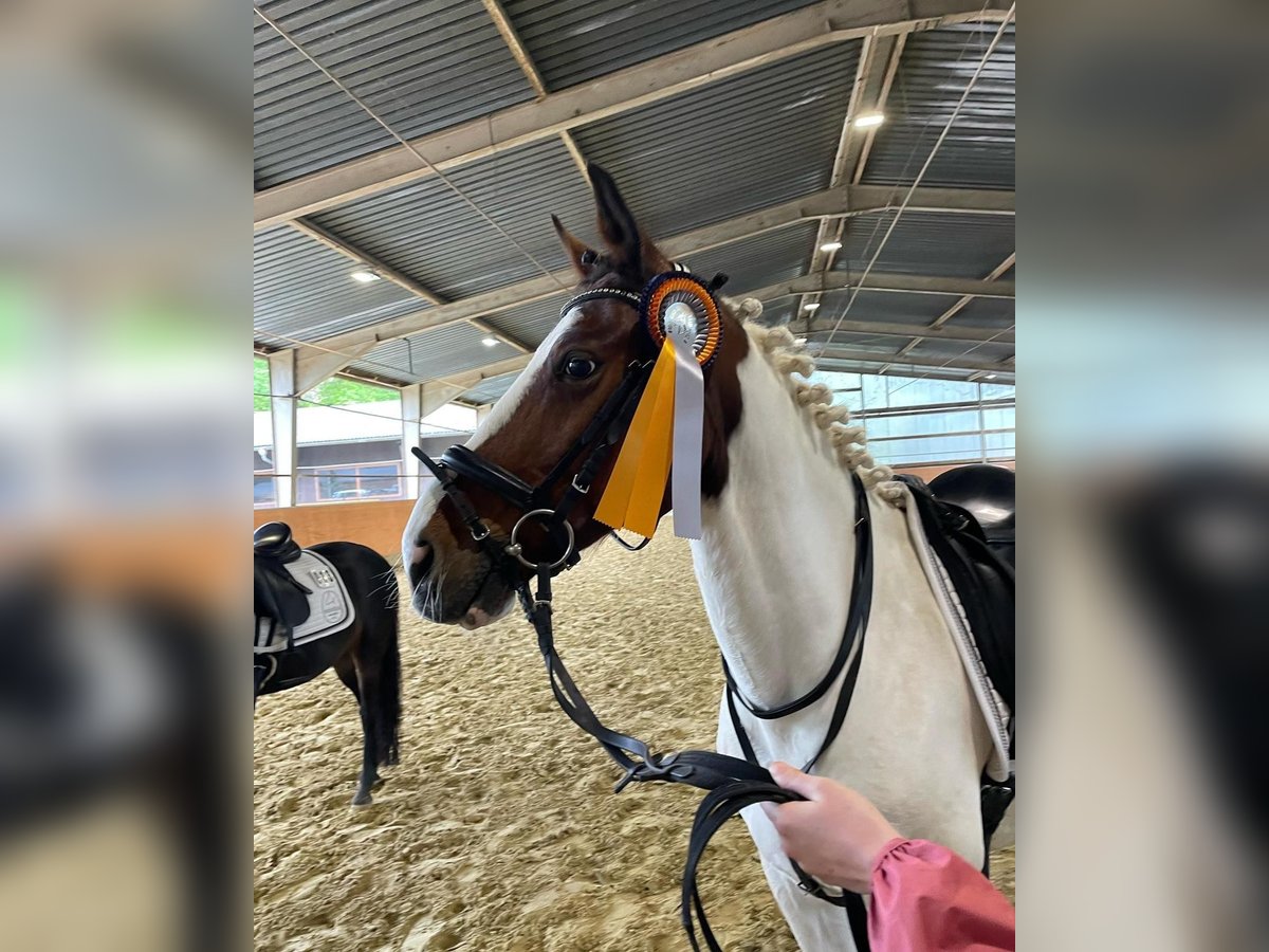 Irish Sport Horse Wallach 12 Jahre 152 cm Schecke in Pulheim