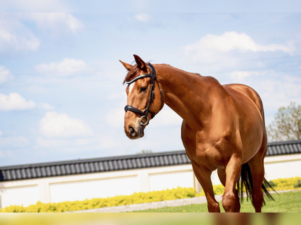 Irish Sport Horse Wallach 12 Jahre 167 cm Fuchs in Bujny