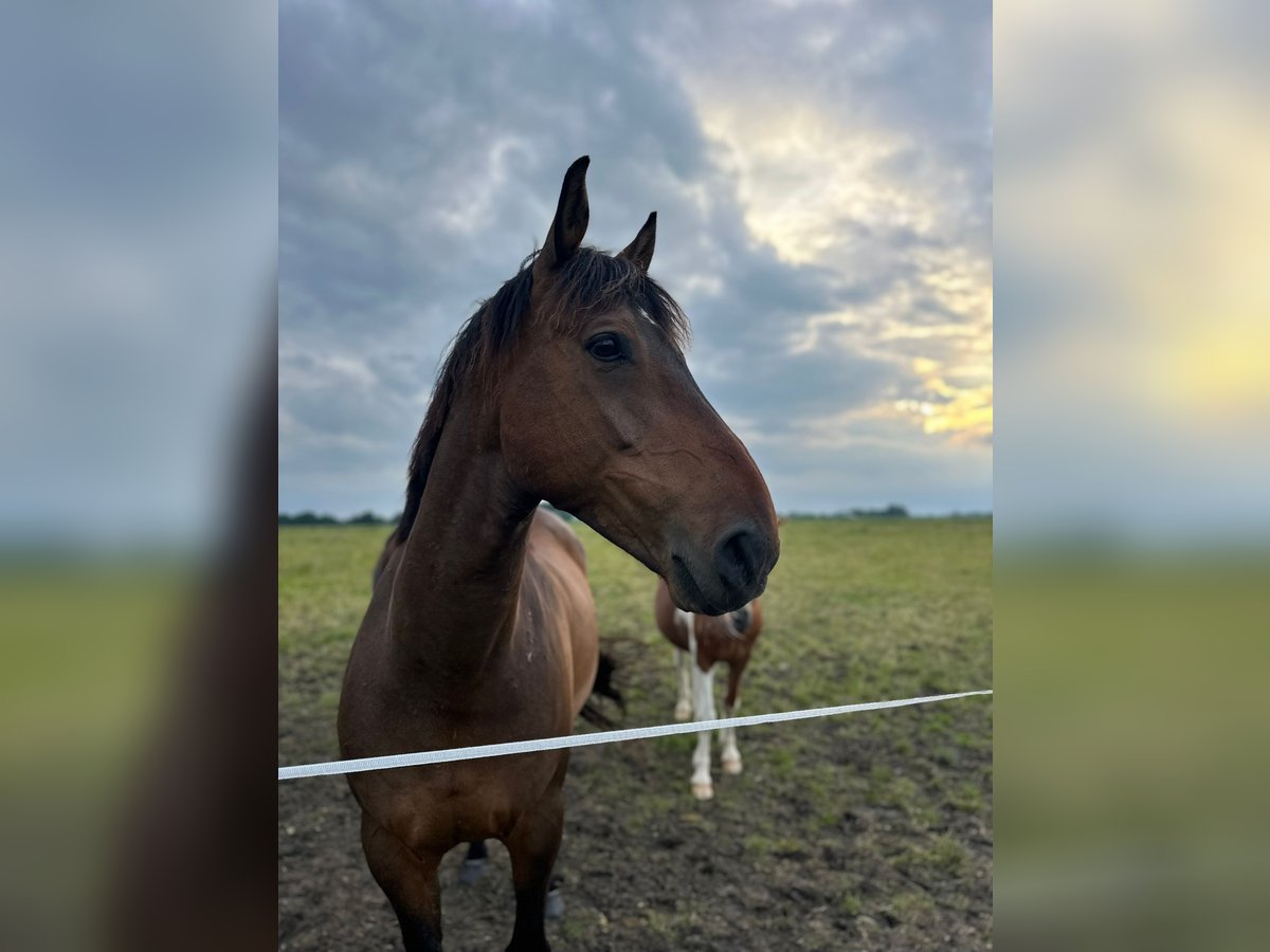 Irish Sport Horse Wallach 12 Jahre in FriesoytheFriesoythe