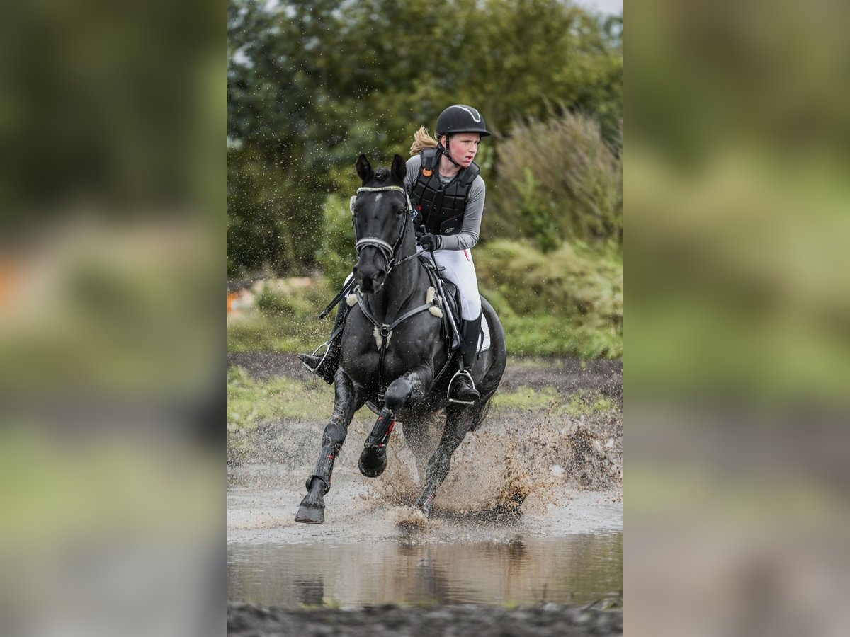 Irish Sport Horse Wallach 13 Jahre 147 cm Rappe in Nehms
