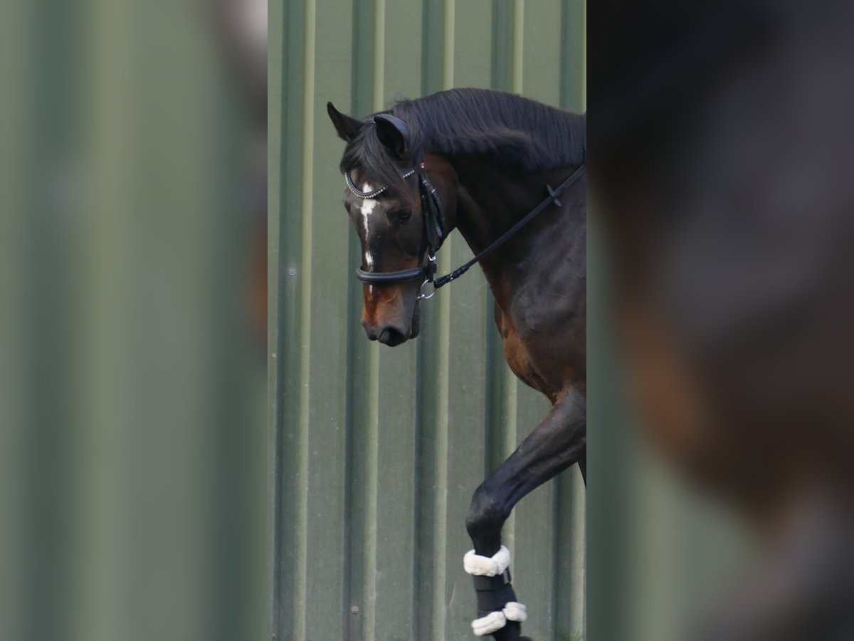 Irish Sport Horse Wallach 13 Jahre 171 cm Dunkelbrauner in Kölln-Reisiek Irish Sport Horse Wallach 13 Jahre 171 cm Dunkelbrauner in Kölln-Reisiek