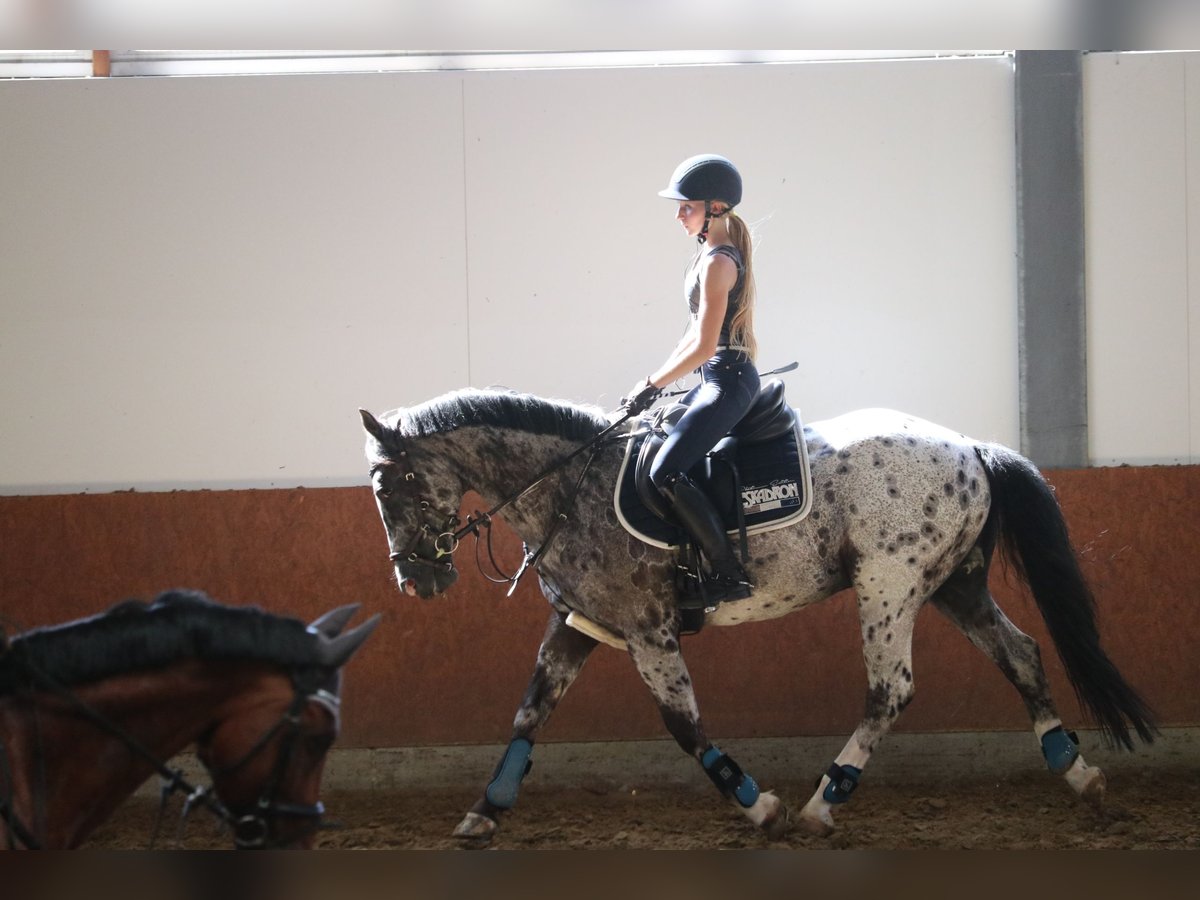 Irish Sport Horse Wallach 15 Jahre 150 cm Schimmel in Hattingen