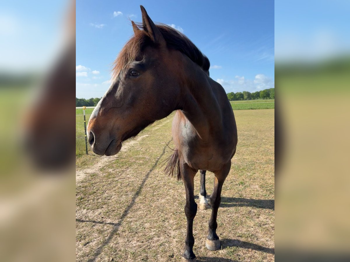Irish Sport Horse Wallach 15 Jahre 160 cm Brauner in Hanstedt