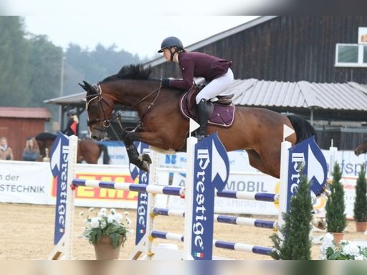 Irish Sport Horse Wallach 15 Jahre 168 cm Brauner in Moosach