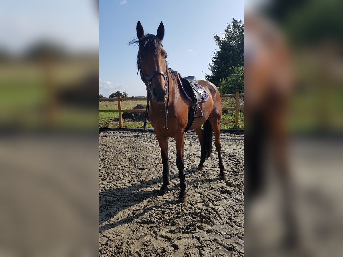 Irish Sport Horse Wallach 15 Jahre 175 cm Brauner in Minderhout