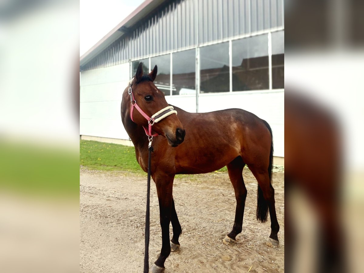 Irish Sport Horse Wallach 15 Jahre in Blomberg
