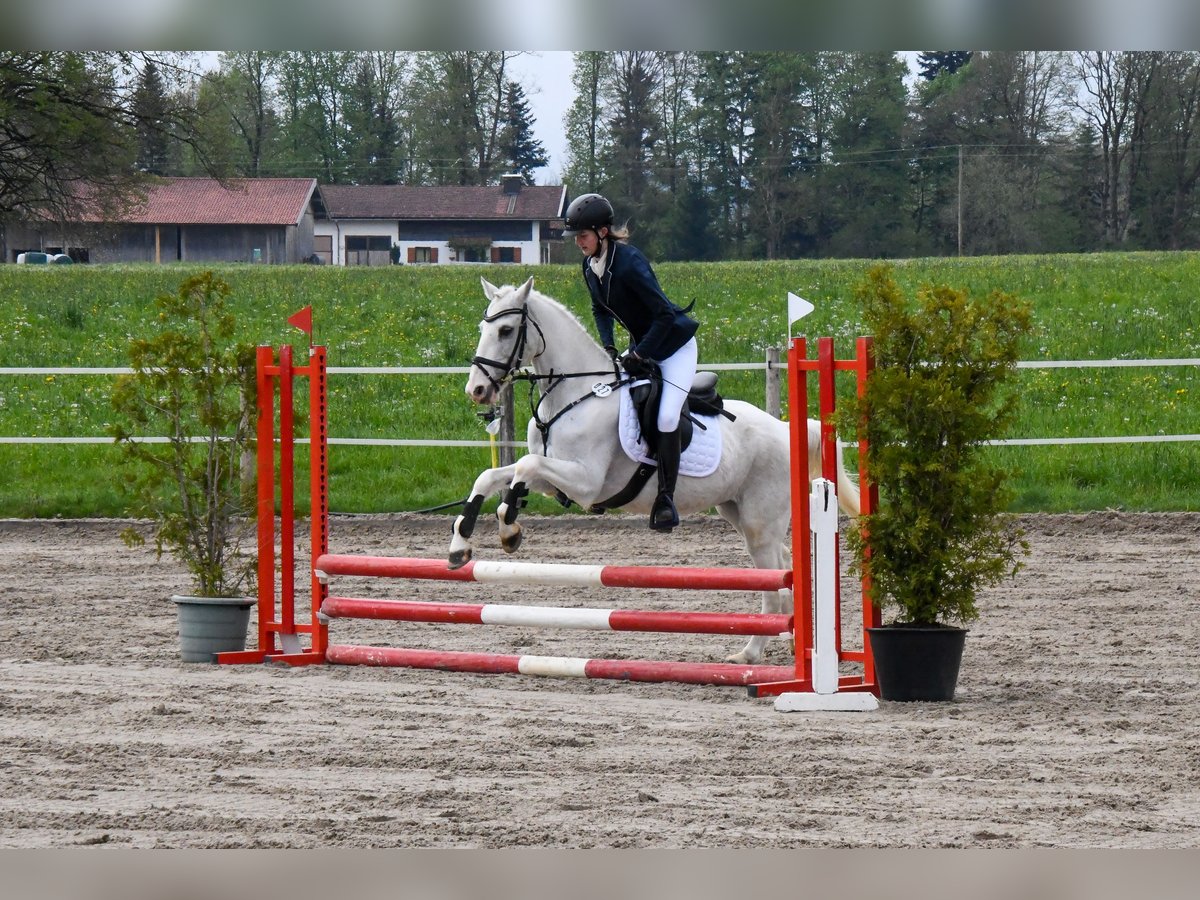 Irish Sport Horse Wallach 16 Jahre 140 cm Schimmel in Warngau
