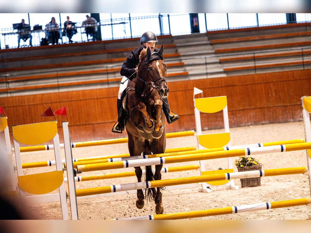Irish Sport Horse Wallach 16 Jahre 185 cm Brauner in Vigo