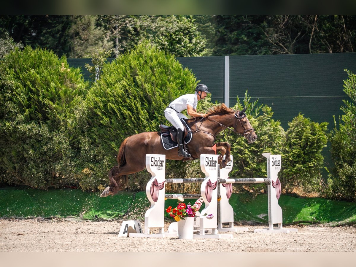 Irish Sport Horse Wallach 16 Jahre 185 cm Dunkelbrauner in Vigo