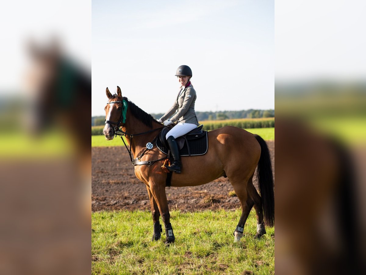Irish Sport Horse Wallach 17 Jahre 165 cm Brauner in Gifhorn