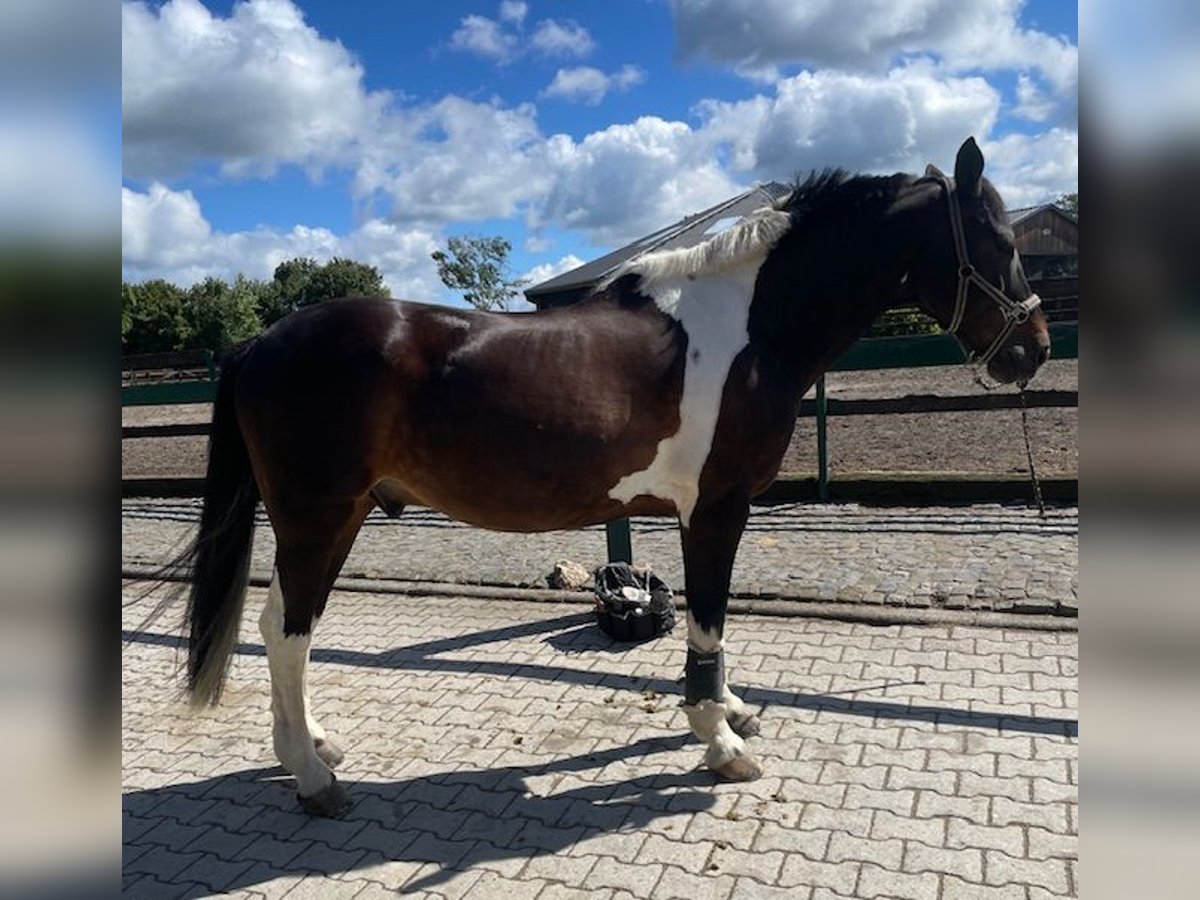 Irish Sport Horse Wallach 19 Jahre 165 cm Schecke in Wehrheim