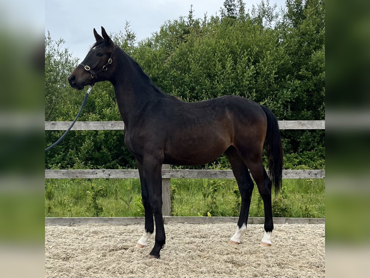 Irish Sport Horse Wallach 1 Jahr 175 cm Dunkelbrauner in Ballymacarbry