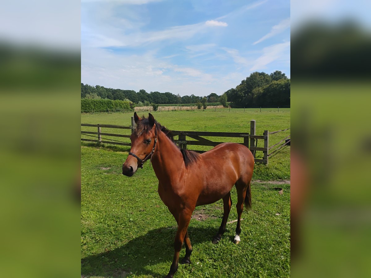 Irish Sport Horse Mix Wallach 1 Jahr Brauner in Zelhem