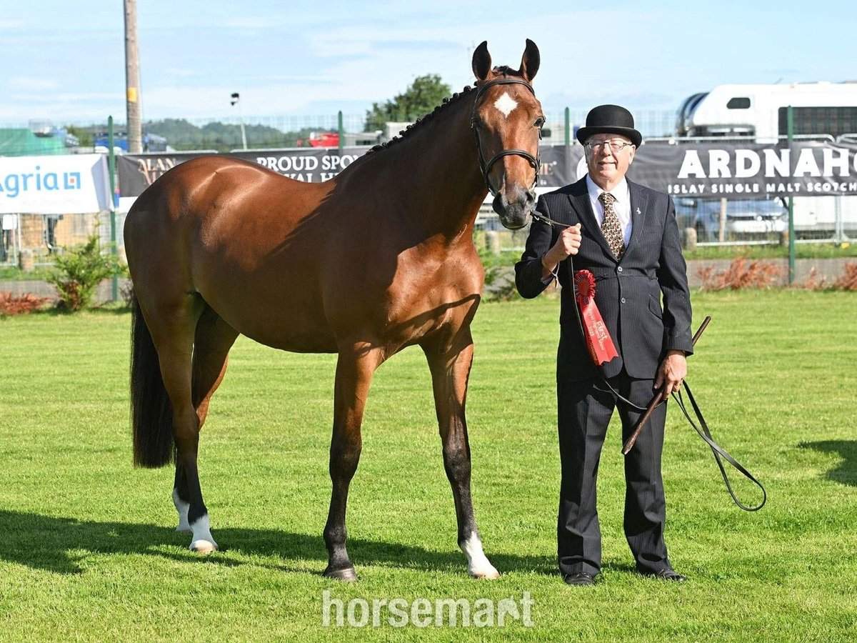Irish Sport Horse Wallach 2 Jahre 163 cm Brauner in Downpatrick Irish Sport Horse Wallach 2 Jahre 163 cm Brauner in Downpatrick