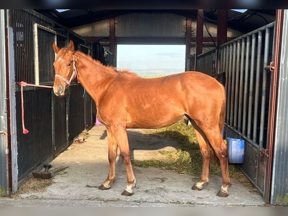 Irish Sport Horse Wallach 2 Jahre Fuchs in Castleisland