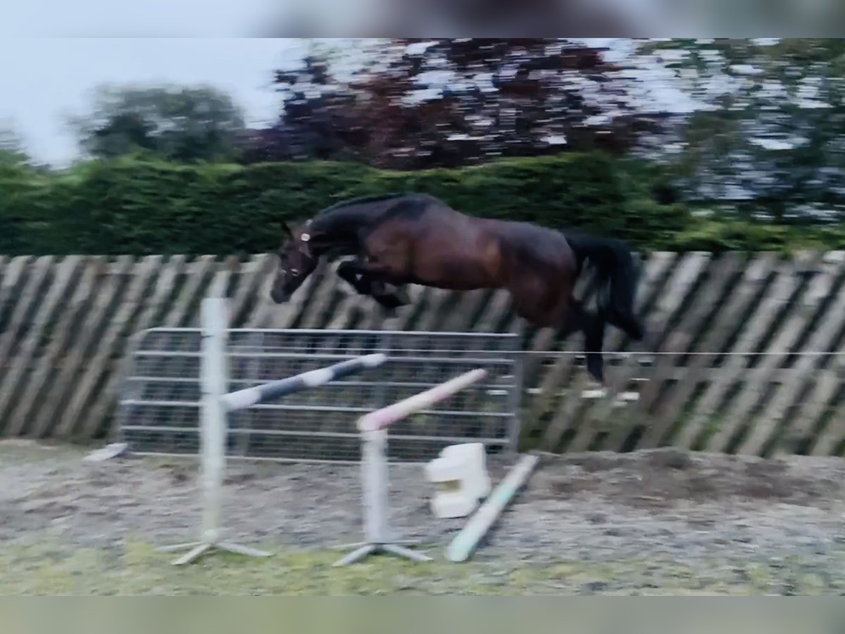 Irish Sport Horse Wallach 3 Jahre 164 cm Brauner in Stranorlar