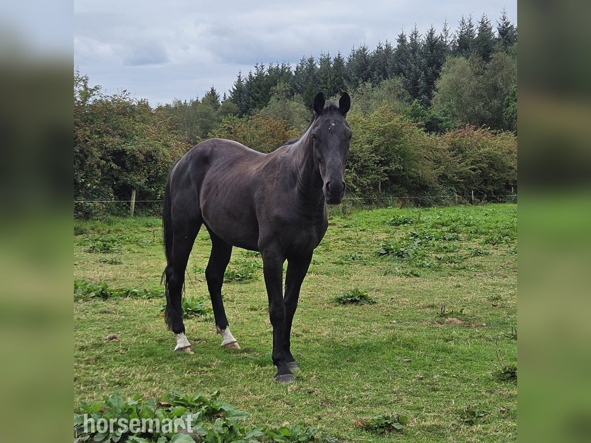 Irish Sport Horse Wallach 3 Jahre 168 cm Rappe in Schenectady