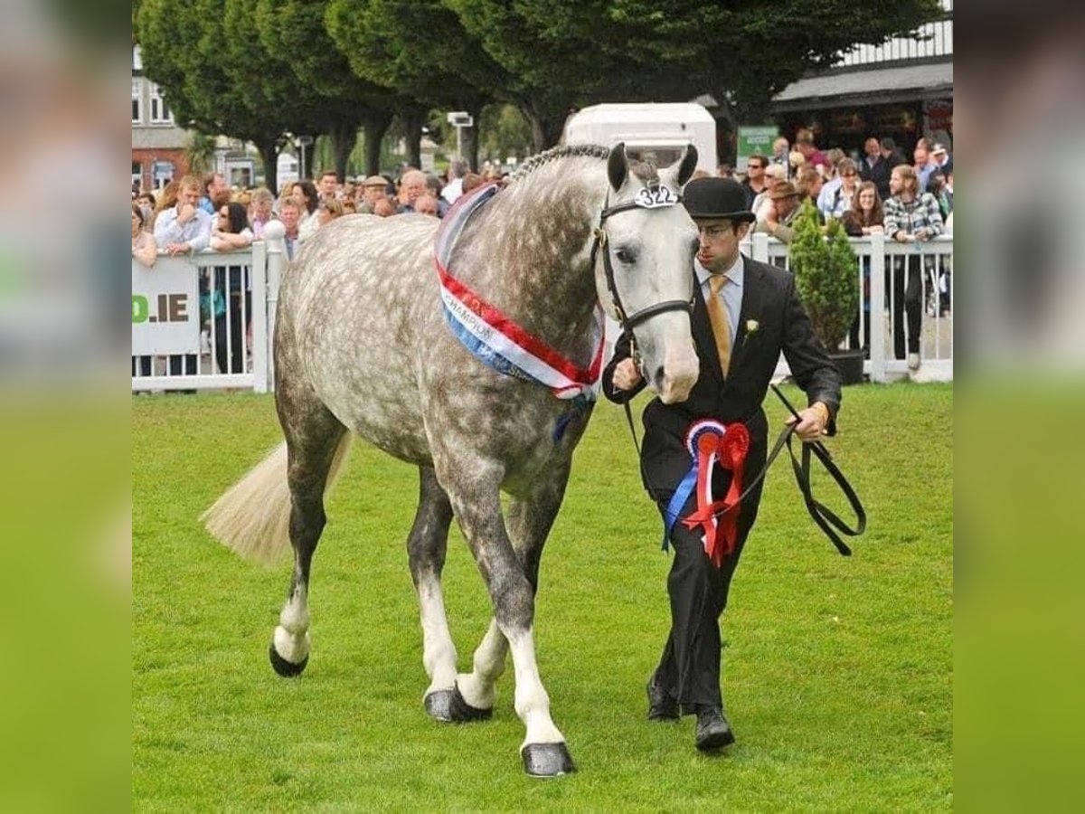 Irish Sport Horse Wallach 3 Jahre 170 cm Schimmel in Galway