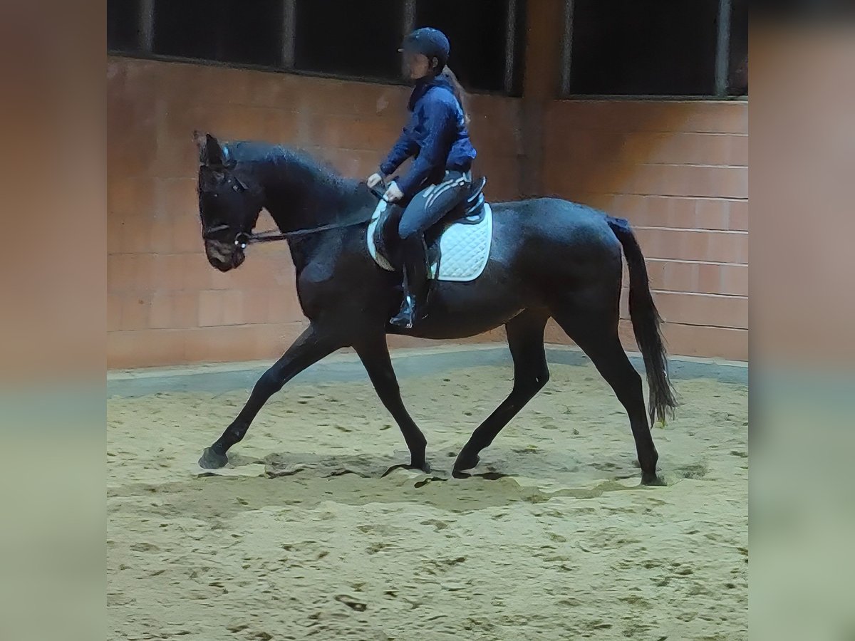 Irish Sport Horse Wallach 3 Jahre 174 cm Rappe in Lage