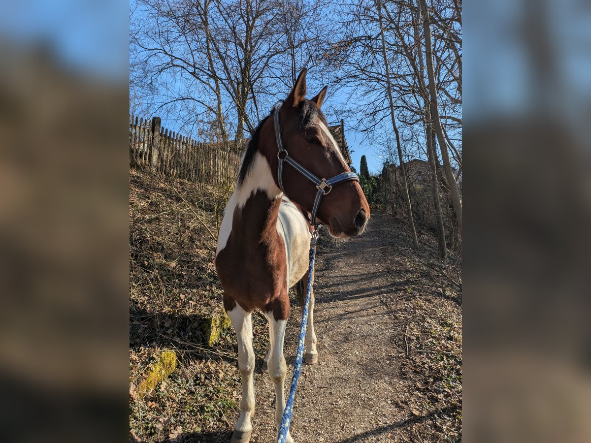 Irish Sport Horse Mix Wallach 4 Jahre 155 cm Schecke in Oberhaching