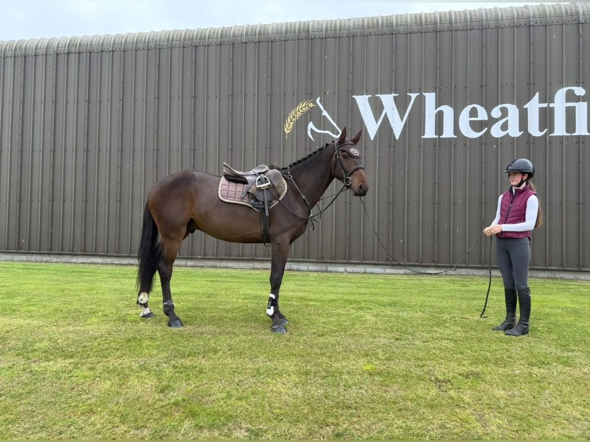 Irish Sport Horse Wallach 4 Jahre 160 cm Rotbrauner in newry