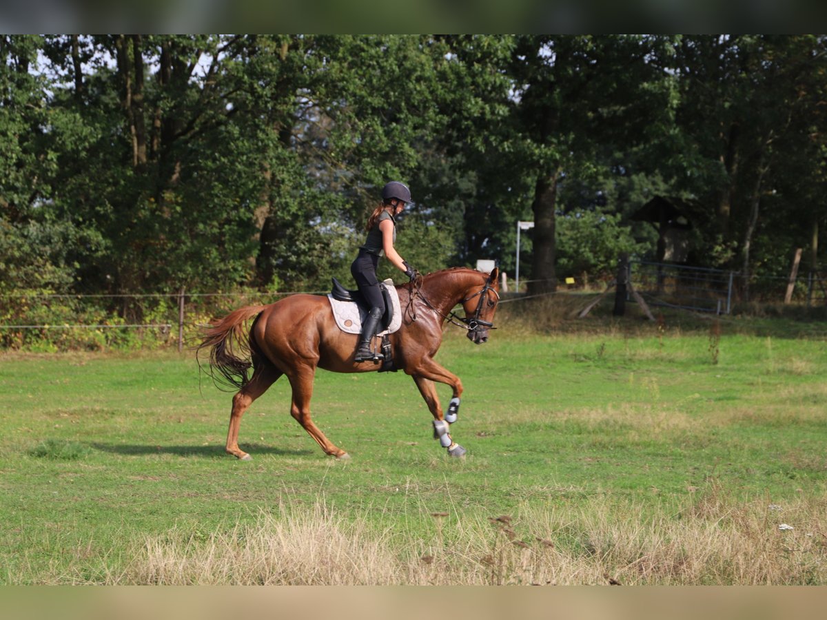 Irish Sport Horse, Wallach in Uelsen
