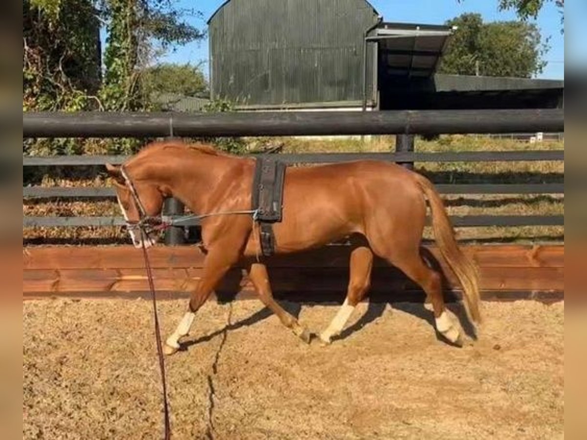 Irish Sport Horse Wallach 4 Jahre 163 cm Fuchs in Waterford