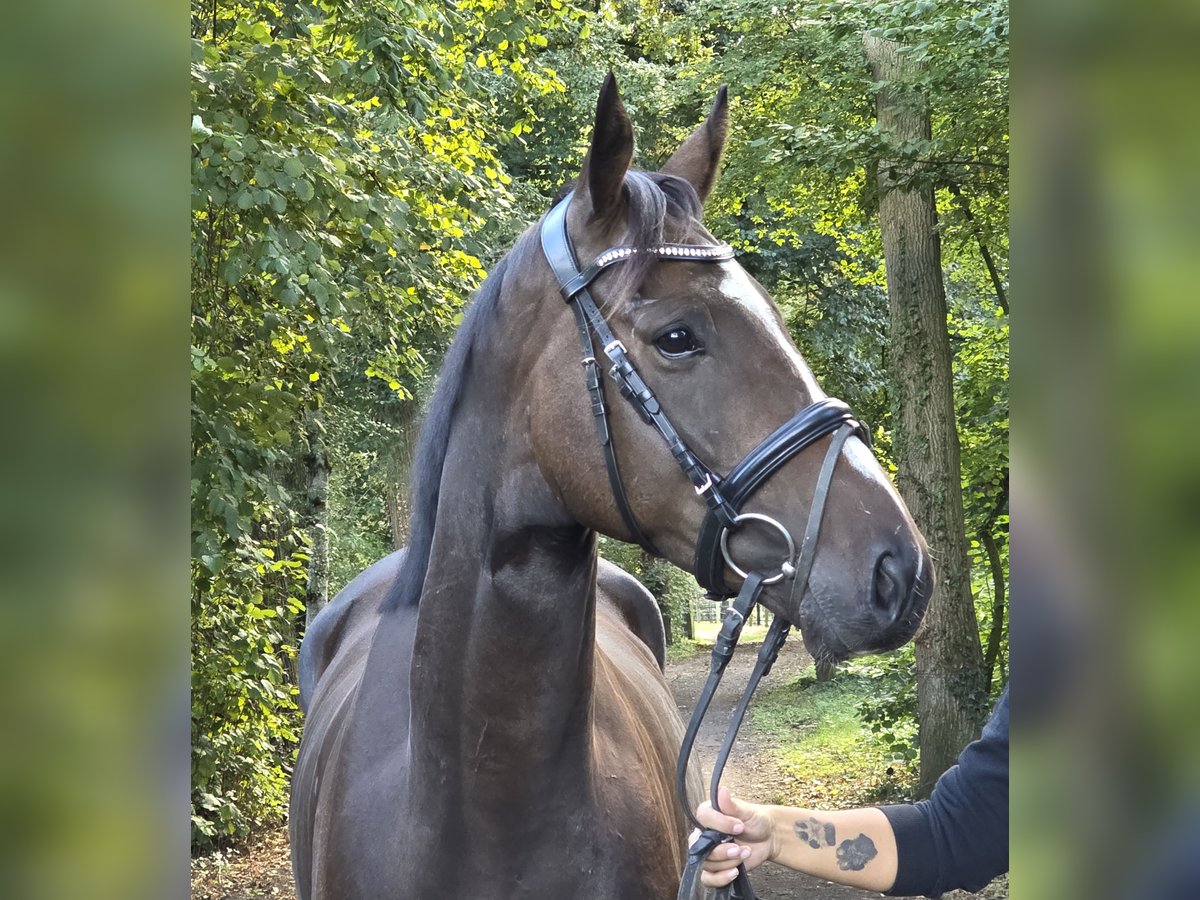 Irish Sport Horse Wallach 4 Jahre 163 cm Schwarzbrauner in Wachtendonk